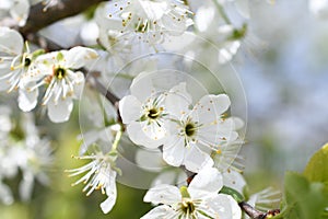 spring cherry flowering garden flowering cherry blossom photo